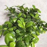 ガジュマル 観葉植物 八の字 8号鉢苗 大型 盆栽 末広がりの8の字 室内 珍しい 希少種 多幸の木 幸福をもたらす精霊が住むガジュマルの木 おしゃれなインテリア 結婚祝い 新築祝い 開店祝い 開業祝い 誕生日 母の日 父の日 記念日 プレゼントギフト 肥料別売り 敬老の日