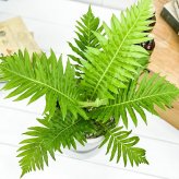 PLANCHU 観葉植物 ブレクナム シルバーレディ 5号樹脂鉢 ホワイト サスティー付き 受け皿付き 育て方説明書付き Blechnum gibbum ‘Silver Lady’ シダ植物