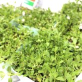 クラピア K5 薄桃品種 10株 土壌改良セット 植栽マニュアル付き 苗10ポット 肥料活力剤土壌改良剤3種 イワダレソウ改良種 グランドカバー 植物 プランツ 薄ピンクの花 庭 屋上緑化 K7と同程度の耐寒性 多年草 地被植物 ほふく性 下草 背が低い 宿根草