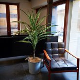 観葉植物 造花 ドラセナ ワーネッキー BROWN 全高約150cm 大型 フェイクグリーン 本物そっくり おしゃれ インテリア 人工観葉植物 アーティフィシャルグリーン オフィス 店舗 ホテル 開店祝い 室内 幸福の木 フェイク