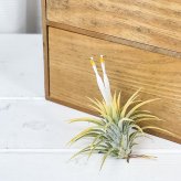 PLANCHU エアプランツ ティランジア イオナンタ 白花 Mサイズ 1株 W6×H6cm前後 育て方説明書付き Tillandsia ionantha cv. エアープランツ チランジア