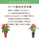 アンスリウム 赤 6号 カラーポット 高さ約65cm 観葉植物