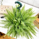 PLANCHU 観葉植物 ネフロレピス ツデー 6号吊り鉢 育て方説明書付き Nephrolepis exaltata ‘Teddy Junior’ ボストンファーン ボストンファン シダ植物