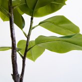 観葉植物 造花 フィカス ソフィア BROWN 全高約140cm 大型 ゴムの木 フェイクグリーン 本物そっくり おしゃれ インテリア 人工観葉植物 アーティフィシャルグリーン オフィス 店舗 ホテル 開店祝い 室内 フェイク
