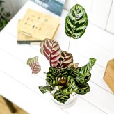 PLANCHU 観葉植物 カラテア マコヤナ 5号樹脂鉢 ホワイト サスティー付き 受け皿付き 育て方説明書付き Calathea makoyana 五色矢羽根芭蕉 ゴシキヤバネバショウ