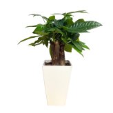 観葉植物 パキラ グラブラ 3本立ち ミニ 卓上 小さい 4号 高さ約35cm 白 スクエア鉢 マネーツリー 育てやすい 耐陰性 インテリア デスク 棚 一人暮らし 誕生日 引っ越し祝い 就職祝い 退職祝い お礼 プチギフト お祝い ギフト プレゼント おしゃれ