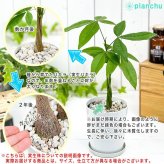 PLANCHU 観葉植物 パキラの森 実生株 6号鉢 受け皿付き 育て方説明書付き Pachira glabra 発財樹