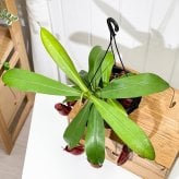 PLANCHU 食虫植物 ネペンテス レディラック 5号吊り鉢 育て方説明書付き Nepenthes ‘Lady Luck’ ウツボカズラ