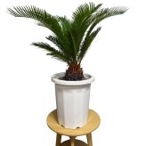 現品 観葉植物 ソテツ 蘇鉄 高さ80cm 10号鉢苗 大型種類 大きい 鉢植え 和風 和室 南国 おしゃれな室内インテリア 日陰 風水 玄関 リビング 初心者におすすめ 簡単で育てやすい 耐陰性 部屋 屋外 かわいい ベランダ プレゼント ギフト 開店祝い 結婚祝い 窓際 テレビ横 モダン 贈答