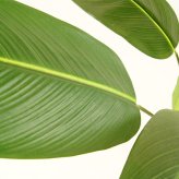 観葉植物 造花 カンナ BROWN 全高約195cm 大型 フェイクグリーン 高級 本物そっくり リアル おしゃれ インテリア 人工観葉植物 アーティフィシャルグリーン 南国 リゾート オフィス 店舗 ホテル 開店祝い 室内 リビング 玄関 風水 フェイク