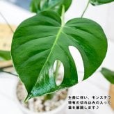 PLANCHU 観葉植物 モンステラ 4号鉢 受け皿付き 育て方説明書付き Monstera アロイド