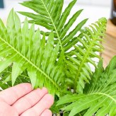 PLANCHU 観葉植物 ブレクナム シルバーレディ 5号樹脂鉢 ホワイト サスティー付き 受け皿付き 育て方説明書付き Blechnum gibbum ‘Silver Lady’ シダ植物