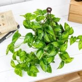 PLANCHU 観葉植物 ポトス グローバルグリーン 5号吊り鉢 育て方説明書付き PVP Epipremnum aureum ‘Global Green’ エピプレムナム アロイド