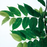 観葉植物 造花 コーヒーの木 BROWN 全高約170cm 大型 スリム フェイクグリーン 高級 本物そっくり リアル おしゃれ インテリア 人工観葉植物 アーティフィシャルグリーン カフェ オフィス 店舗 開店祝い 室内 リビング 玄関 寝室 風水 コーヒーノキ