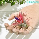 PLANCHU エアプランツ ティランジア イオナンタ Mサイズ 1株 W5×H5cm前後 育て方説明書付き Tillandsia ionantha エアープランツ チランジア