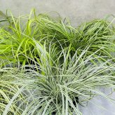 カレックス 5品種セット 寄せ植え用 15cmポット苗 株 下草 常緑 多年草 グランドカバー カラーリーフ 庭 花壇 鉢植え 高耐寒性