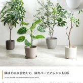 【高さ200cm】光触媒人工観葉植物 ユーカリ 幅70cm×奥行60cm×高さ200cm オフィス 天然木 ポリエステル 組立品 お部屋に気軽に飾れて空間を美しく彩るフェイクグリーン 本物の植物のようなリアルな質感とインテリアに馴染む風合いが魅力です