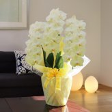 希少 純国産 胡蝶蘭 花持ち長い 大輪 3本立ち 33輪～ 23,800円【煌華(きらか)】 黄色 画像配信あり 産地直送 お祝い 母の日ギフト 縁起良い 商売繁盛 長寿祝 開店祝 開業祝 移転祝 就任祝 昇進祝 当選祝 当日発送 日本橋 銀座 王立園芸協会登録商品