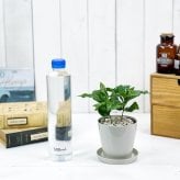 PLANCHU 観葉植物 コーヒーノキ アラビカ 3.5号鉢 受け皿付き 育て方説明書付き Coffea arabica コーヒーの木 珈琲の木 アラビカコーヒー