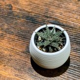 PLANCHU 多肉植物 アロエ ビートル 3号丸鉢 受け皿付き 育て方説明書付き Aloe haworthioides × descoingsii ハオルチオイデス × ディスコイングシー