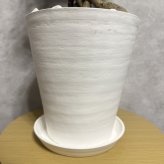 ガジュマル 観葉植物 八の字 8号鉢苗 大型 盆栽 末広がりの8の字 室内 珍しい 希少種 多幸の木 幸福をもたらす精霊が住むガジュマルの木 おしゃれなインテリア 結婚祝い 新築祝い 開店祝い 開業祝い 誕生日 母の日 父の日 記念日 プレゼントギフト 肥料別売り 敬老の日