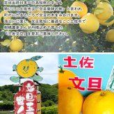 水晶文旦 特選品 3kg 5kg 大玉 家庭用 贈答用 高知県 土佐市産 生産者直送 Aランク 高知産 ハウス栽培 温室栽培 秋文旦 早生ぶんたん 秋の味覚 高級ギフト 化粧箱入り 産地直送 高級フルーツ 柑橘 果物 【送料無料】