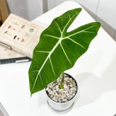 PLANCHU 観葉植物 アロカシア グリーンベルベット 4号鉢 受け皿付き 育て方説明書付き Alocasia ‘Green Velvet’ アロイド