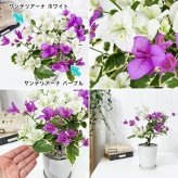 PLANCHU 熱帯花木 ブーゲンビレア ブルーハワイ ブーケ仕立て 4号鉢 受け皿付き 育て方説明書付き Bougainvillea cv. 斑入り 鉢花 観葉植物