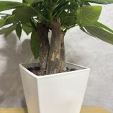 観葉植物 パキラ グラブラ 3本立ち ミニ 卓上 小さい 4号 高さ約35cm 白 スクエア鉢 マネーツリー 育てやすい 耐陰性 インテリア デスク 棚 一人暮らし 誕生日 引っ越し祝い 就職祝い 退職祝い お礼 プチギフト お祝い ギフト プレゼント おしゃれ