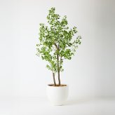 観葉植物 造花 斑入りベンジャミン BROWN 全高約210cm 大型 フェイクグリーン 高級 本物そっくり リアル おしゃれ 明るい インテリア 人工観葉植物 アーティフィシャルグリーン オフィス 店舗 ホテル 開店祝い 室内 リビング 玄関 風水 ベンジャミナ