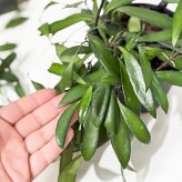 PLANCHU 観葉植物 ホヤ プビフェラ 4号吊り鉢 育て方説明書付き Hoya pubifera サクララン 桜蘭