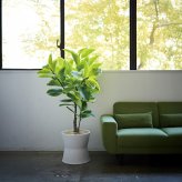 観葉植物 造花 フィカス アルテシマ BROWN 全高約135cm 大型 ゴムの木 フェイクグリーン 本物そっくり おしゃれ インテリア 人工観葉植物 アーティフィシャルグリーン オフィス 店舗 ホテル 開店祝い 室内 フェイク