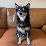 迷子札 アクリル 軽量 犬型 肉球 金 銀 シルバー ゴールド ネームタグ ペット ネームプレート 名札 ドッグタグ 名入れ 名前入れ 電話番号 いぬ イヌ 超軽量 ネーム入り トイプードル チワワ ダックス シュナウザー 柴犬 その他犬用品 その他猫用品
