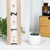 PLANCHU 多肉植物 アロエ ビートル 3号丸鉢 受け皿付き 育て方説明書付き Aloe haworthioides × descoingsii ハオルチオイデス × ディスコイングシー