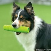 ジョイサー JOYSER ホールスティック 犬用おもちゃ オレンジ