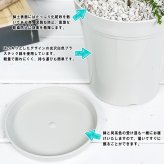 PLANCHU 花木 レプトスペルマム モスキートブロッカー 4号鉢 受け皿付き 育て方説明書付き PVP Leptospermum liversidgei オージープランツ 虫除け植物