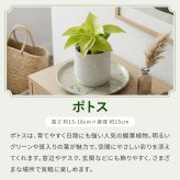 選べる 観葉植物 ポトス & アイビー ガジュマル &サンスベリア お試し 2点 セット 鉢付き 3号 ミニサイズ 幸運の木 風水 インテリア 室内 オシャレ 70代 あす楽 翌日配送  オフィス 開店祝い 結婚式 新築祝い 就職祝い 開業祝い