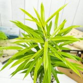 PLANCHU 観葉植物 フィカス アムステルゴールド 6号鉢 受け皿付き 育て方説明書付き Ficus binnendijkii ‘Amstel Gold’ ショウナンゴムノキ アムステルダムゴールド
