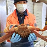 タグ付き 松葉がに【 活生 / ボイル 】最上ランク 大サイズ １枚 1 ｋｇ以上　送料無料　※北海道、東北、沖縄は送料別途加算 1杯 松葉ガニ 松葉かに 松葉カニ 松葉蟹 兵庫県 浜坂 御歳暮 祝 お礼