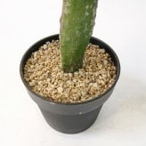 観葉植物 造花 ウチワサボテン BROWN 全高約130cm 大型 フェイクグリーン 本物そっくり おしゃれ インテリア 人工観葉植物 アーティフィシャルグリーン オフィス 店舗 ホテル 開店祝い 室内 サボテン オプンチア フェイク