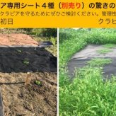 25平米分セット 二層構造防草シートセット クラピア 植栽用 （25m2） 1m幅 25m巻 + J字型ピン （150本） 二重構造の高耐久性10年