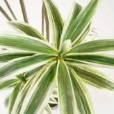 観葉植物 造花 ソングオブジャマイカ BROWN 全高約180cm 大型 フェイクグリーン 高級 本物そっくり リアル おしゃれ スタイリッシュ インテリア 人工観葉植物 アーティフィシャルグリーン モダン オフィス 店舗 ホテル 開店祝い 室内 リビング 玄関 風水 ドラセナ