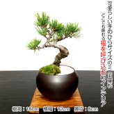 盆栽 松 樹齢7年 特選 五葉松 小品盆栽 育て方ガイド付 送料無料 無料ラッピング 趣味 曲付き太幹 高松五葉松 縁起の良い松 新しい趣味 植物 盆栽 松 室内 初心者 おしゃれ 盆栽 ミニ観葉 誕生日 敬老の日 父の日 プレゼント フラワーギフト 送料無料