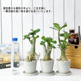 観葉植物 アデニウム 3.5号鉢 3鉢セット 受け皿付き 育て方説明書付き Adenium コーデックス 塊根植物 多肉植物