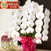 胡蝶蘭 白大輪 ３本立ち 33輪～(蕾含む)  送料無料 ヤマト [r-midi6f] 開店祝い 開業 誕生日 長寿 結婚記念日 金婚式 お供え 生花 株主総会 選挙 当選 祈願 仏花 お悔み 開院 開業 移転 ギフト 贈り物 還暦 古希 喜寿 傘寿 米寿 卒寿 白寿 百寿 御供 受賞 受章 退職 就任 栄転 昇進 新築 竣工 落成 新装 周年記念 式典 発表会 内祝 年忌 法要