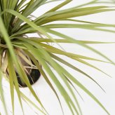 観葉植物 造花 ユッカ BROWN 全高約85cm 中型 フェイクグリーン 本物そっくり おしゃれ インテリア 人工観葉植物 アーティフィシャルグリーン オフィス 店舗 ホテル 開店祝い 室内 青年の木 エレファンティペス フェイク