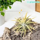 PLANCHU エアプランツ ティランジア イオナンタ 白花 Mサイズ 1株 W6×H6cm前後 育て方説明書付き Tillandsia ionantha cv. エアープランツ チランジア