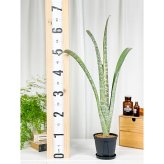 PLANCHU 観葉植物 ケスネリア マルモラータ 4号鉢 受け皿付き 育て方説明書付き Quesnelia marmorata ブロメリア