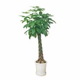 パキラ 10号 尺プラ 高さ約170cm 観葉植物 幸福の木