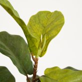 観葉植物 造花 カシワバゴム BROWN 全高約150cm 大型 ゴムの木 フェイクグリーン 本物そっくり おしゃれ インテリア 人工観葉植物 アーティフィシャルグリーン オフィス 店舗 ホテル 開店祝い 室内 フィドルリーフ フェイク
